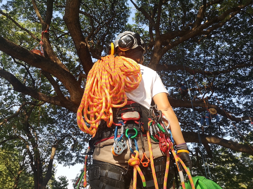 tree climbing gears ชุดอุปกรณ์ปีนต้นไม้